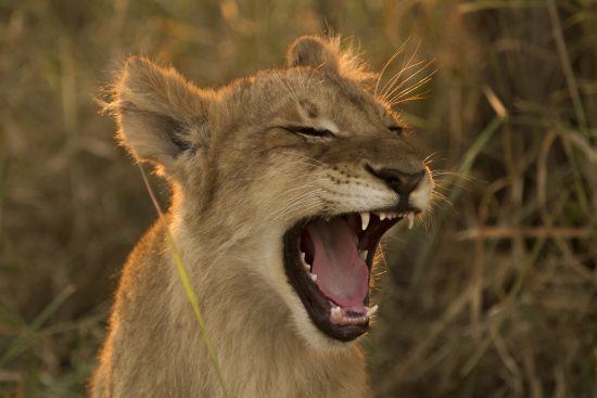 Lionceau rugissant dans le Delta de l'Okavango au Botswana.