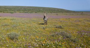 Ein Zebra im Blumenmeer des West Coast Nationalparks