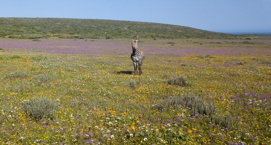 Zebra auf einer Blumenwiese im West Coast Nationalpark