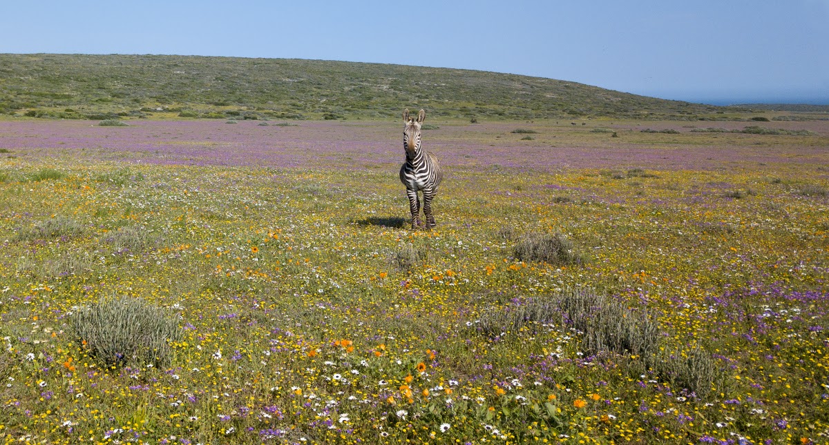 A zebra stands amid the flowers in West Coast National Park