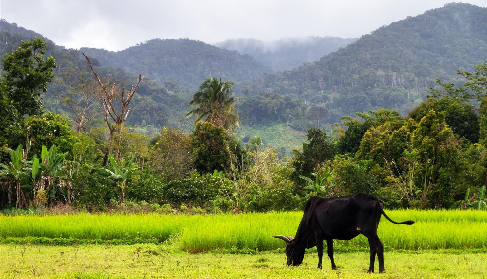 Zebu forest in northern Madagascar