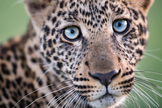 Leopard mit blauen Augen blickt in die Kamera 