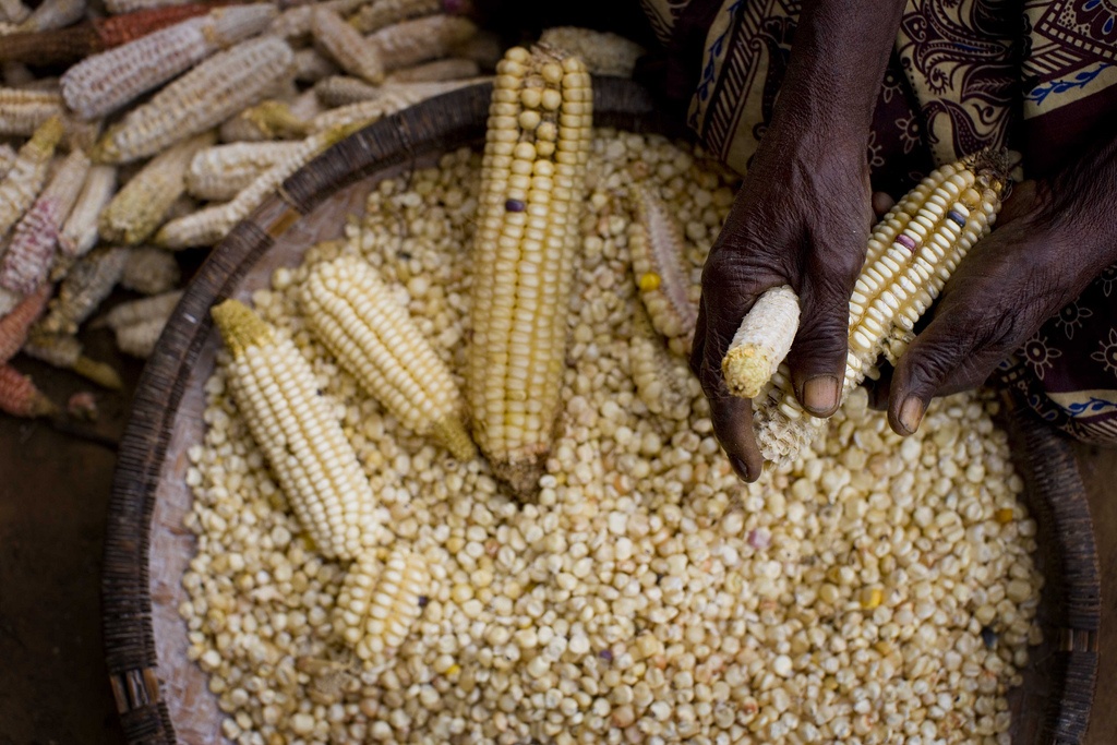 Maize or corn used to make staple food in Zimbabwe