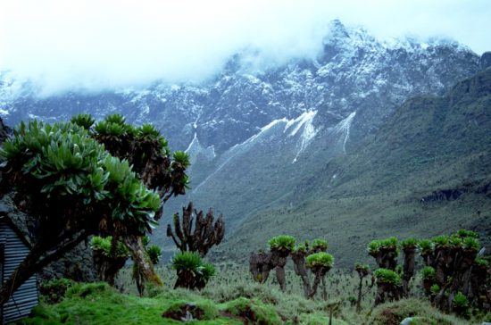 Das schneebedeckte Ruwenzori-Gebirge in Uganda umhüllt von Nebel