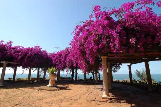 Flowers in Maputo