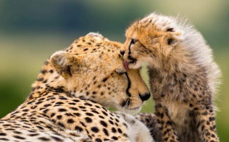 Mère guépard et son petit.