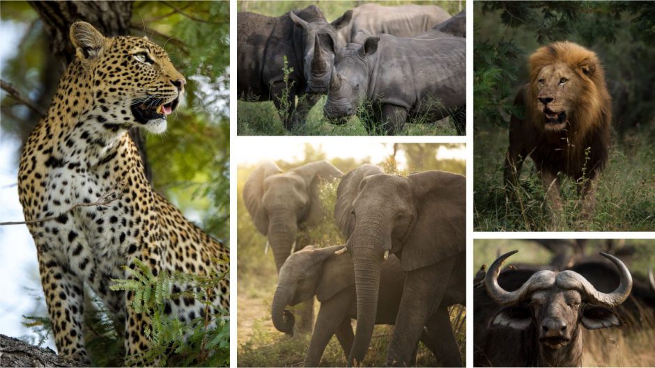 Eine Fotocollage der „Big Five“: Löwe, Nashorn, Leopard, Büffel und Elefant