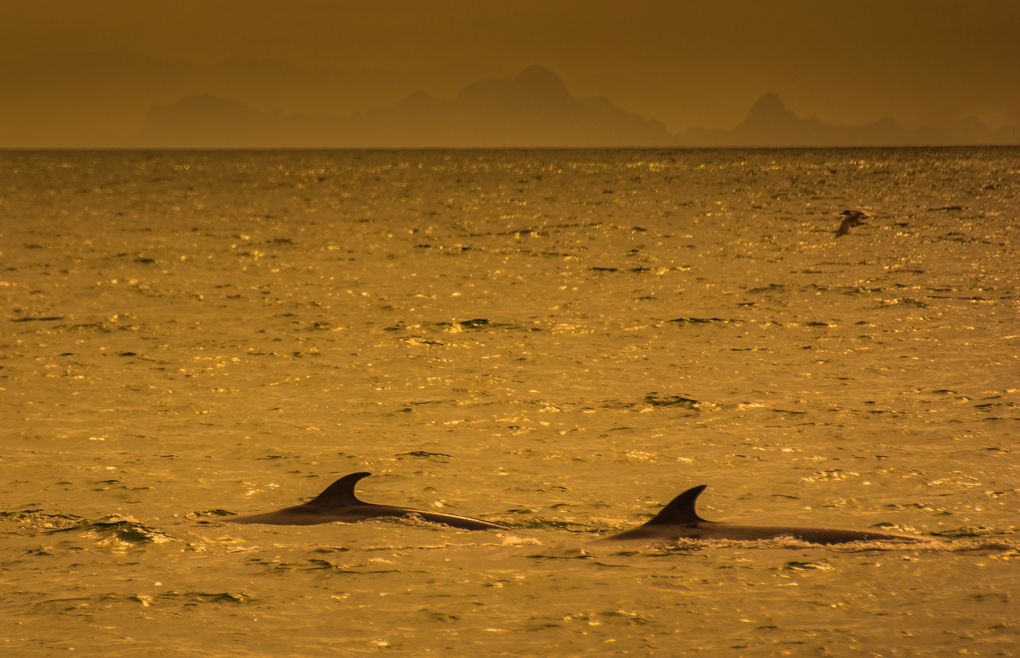 dorsla fin of two Brydes whales in Bang Tabun