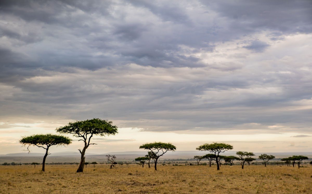 Acacia trees in the savannah grasslands of the Mara Triangle, Kenya