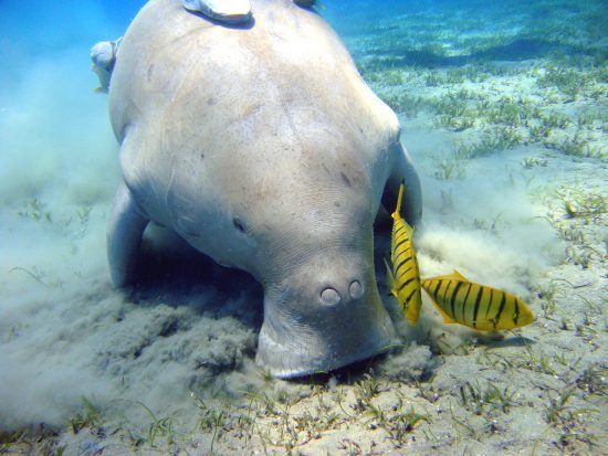 Dugong/sea cow eating sea grass