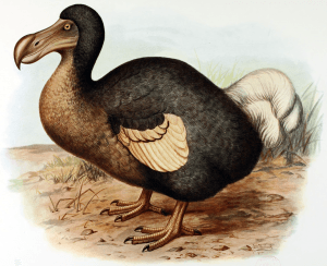 faune de île Maurice : dodo