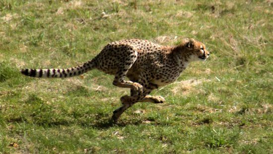 A cheetah sprinting after its prey