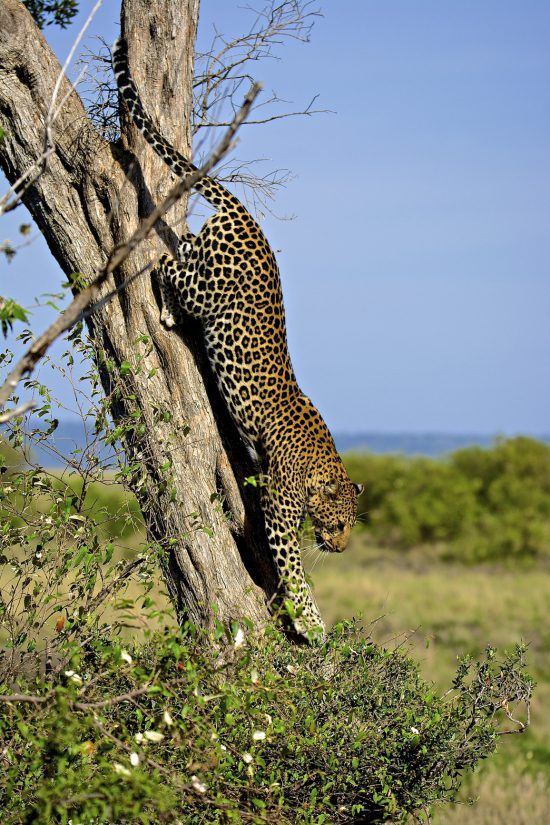 Leopardo descendiendo de su guarida