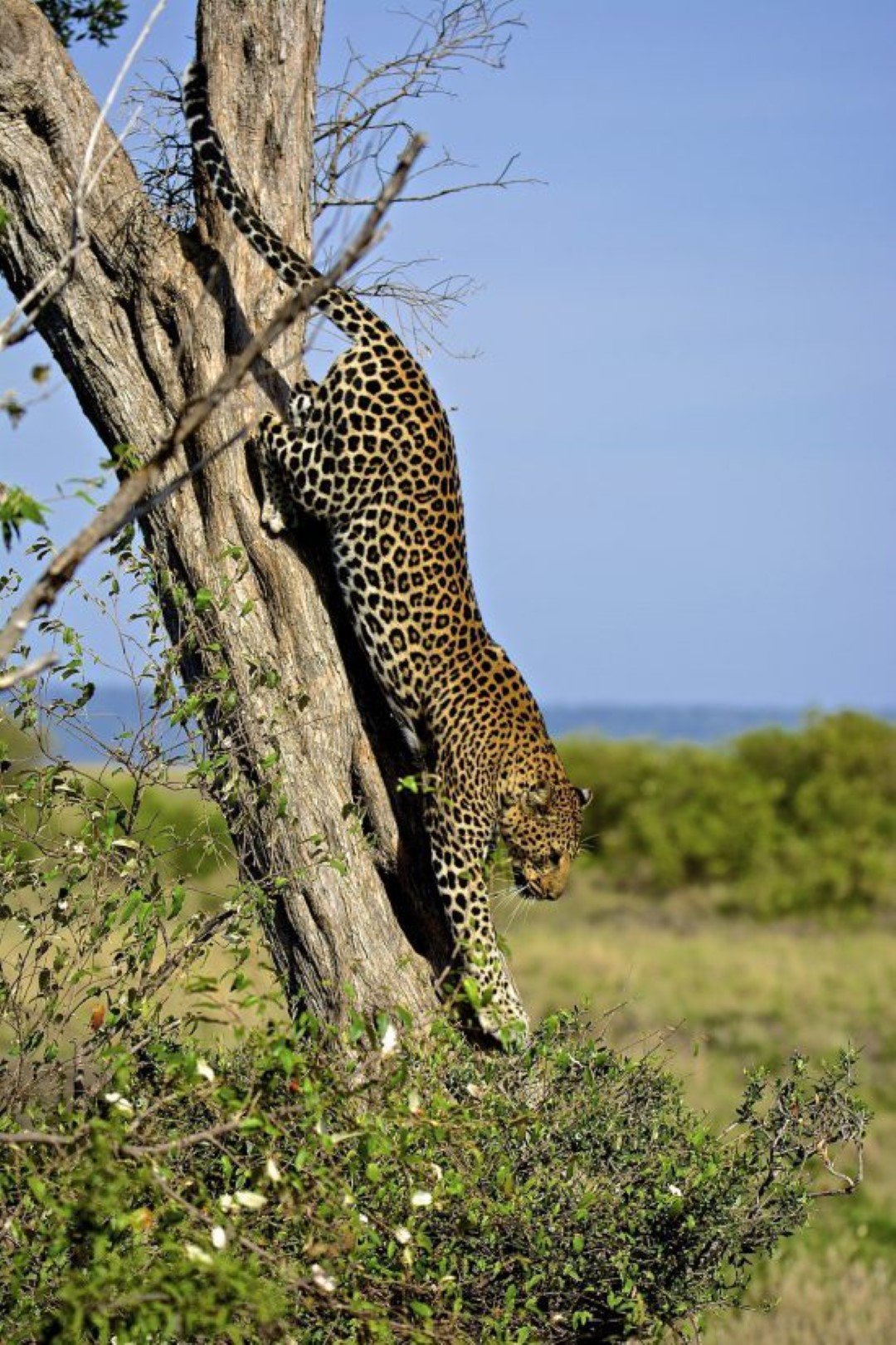 Leopard klettert den Baum herunter