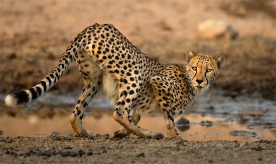 La piel del leopardo se camufla con el entorno de la sabana.