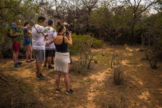 Seeing cheetah on walking safari at Samara Private Game Reserve