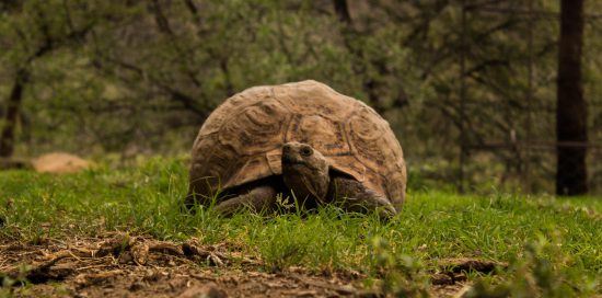 Tortoises at Samara Game Reserve