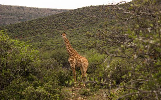 Giraffe at Samara Game Reserve