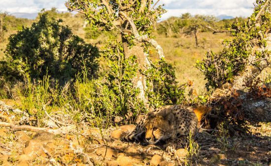 Cheetah at Samara Game Reserve