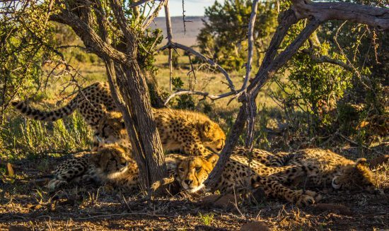 Cheetah and her cubs at Samara Private Game Reserve