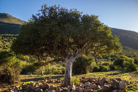 Samara Private Game Reserve tree