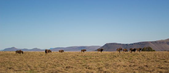 Wildebeest at Samara Private Game Reserve