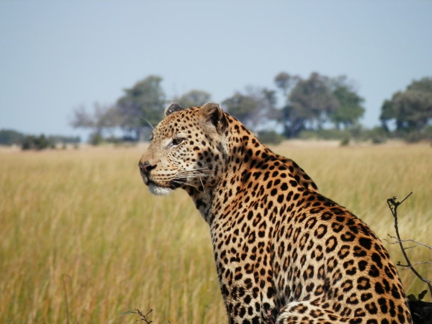 Leopard von hinten in der Savanne