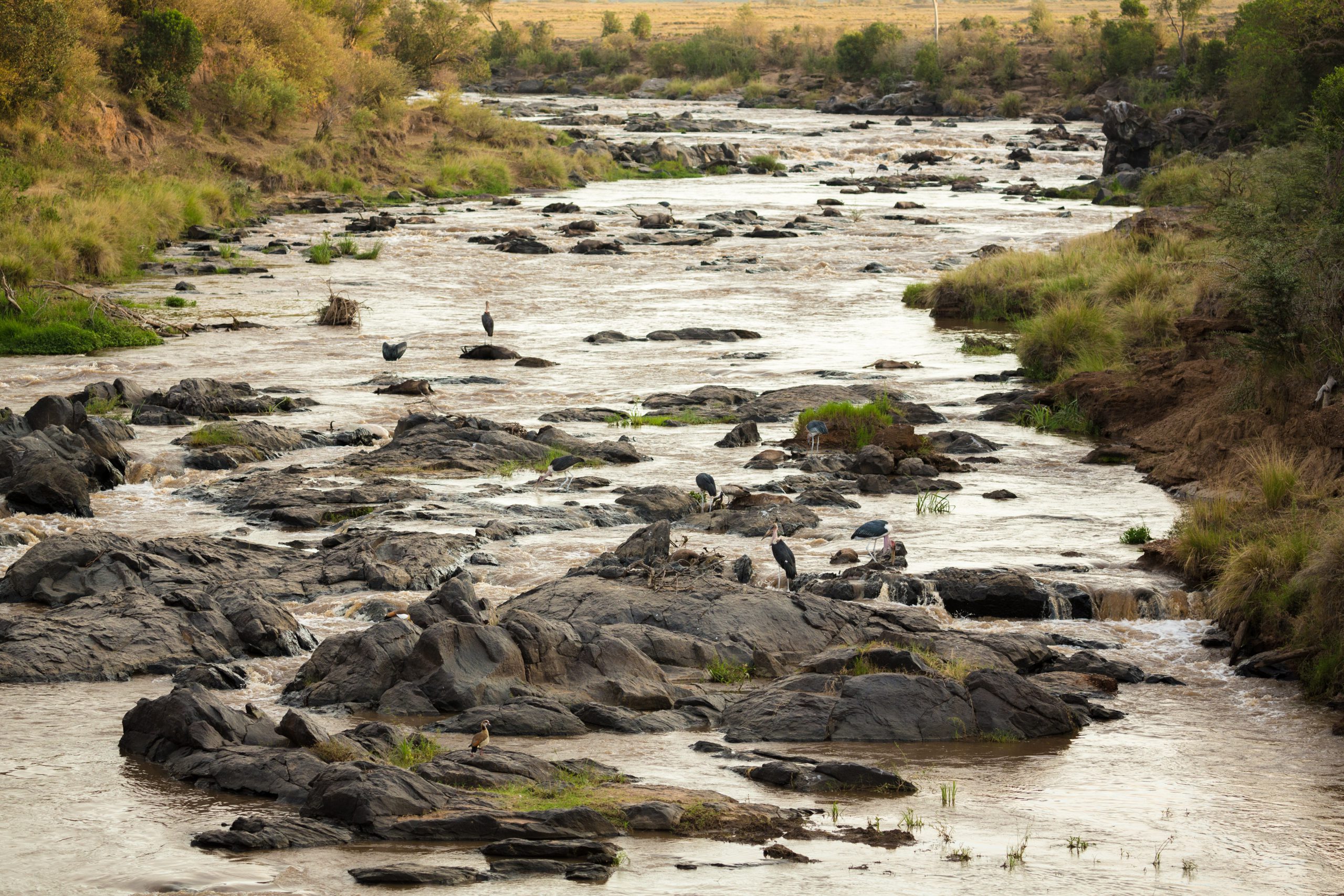 Dead wildebeest from a Mara River Crossing during a Great Migration safari in the Mara Triangle in Kenya