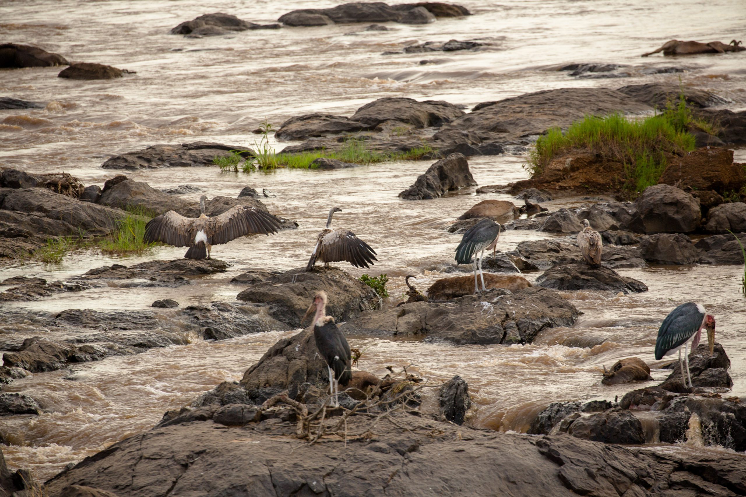 Maribou storks and vultures eating wildebeest on the Mara River in Kenya