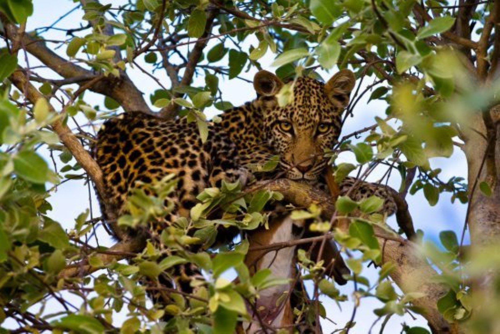 Leopard lauert auf Baum