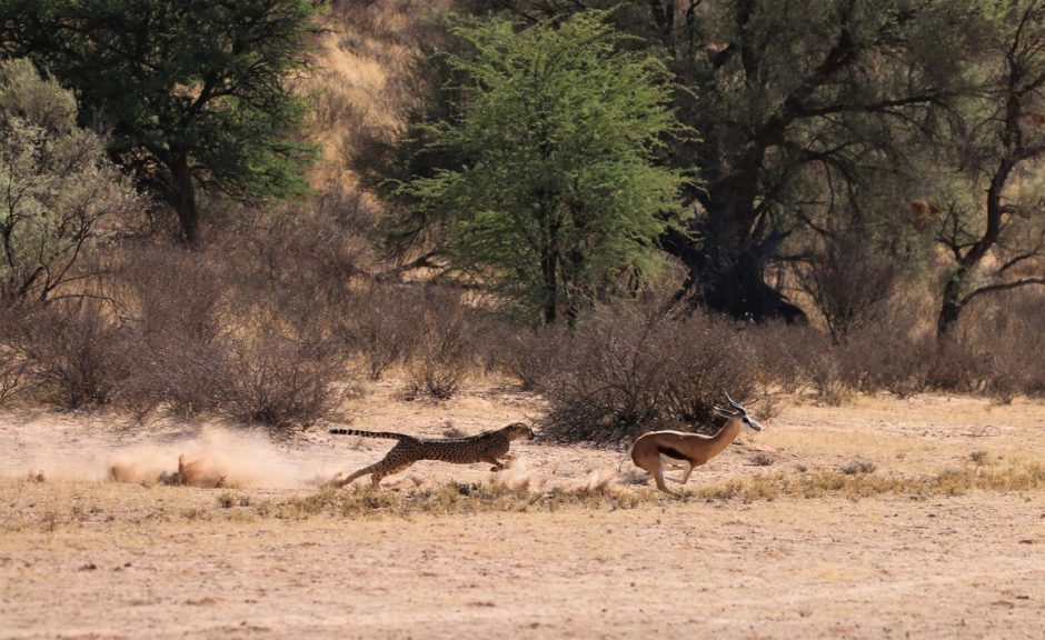 Un guépard poursuit une antilope dans la savane. Plan large.