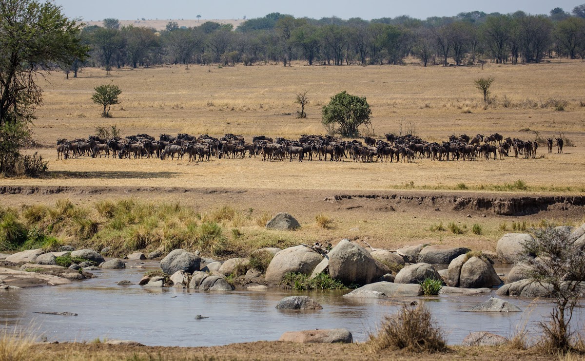 Great Migration Safari in the Serengeti, Tanzania