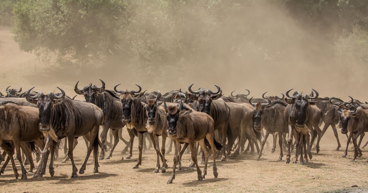 Herd of wildebeest in the Mara Triangle, Kenya, during a Great Migration Safari