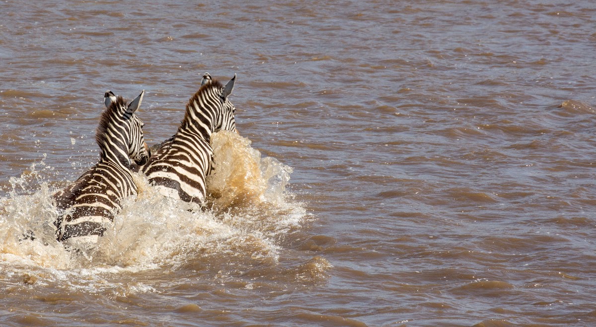 Zebra crossing the Mara River in the Serengeti, Tanzania