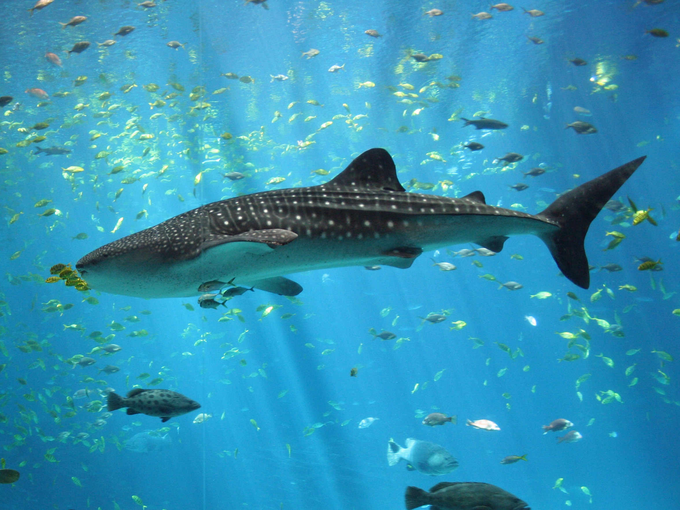 Male whale shark