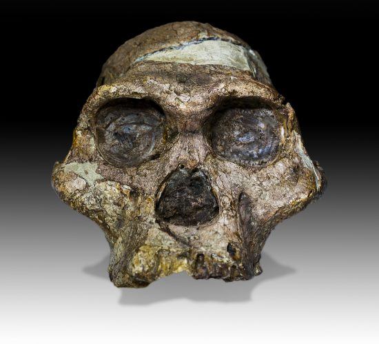 Sterkfontein Caves in South Africa: Australopithecus africanus Mrs.Ples