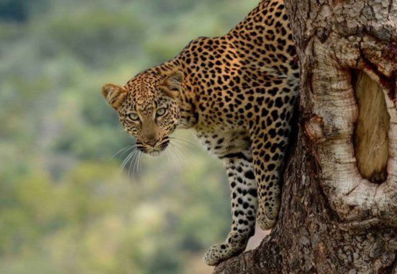 Leopard auf Baum