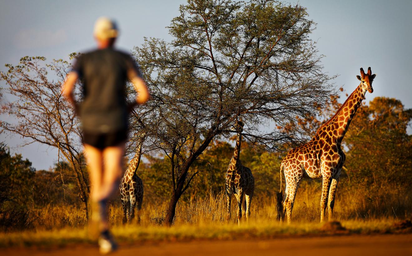 Girafas e corredor durante a Big 5 Marathon