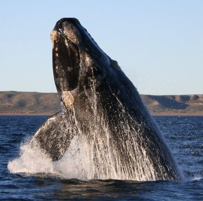 southern right whale breaching