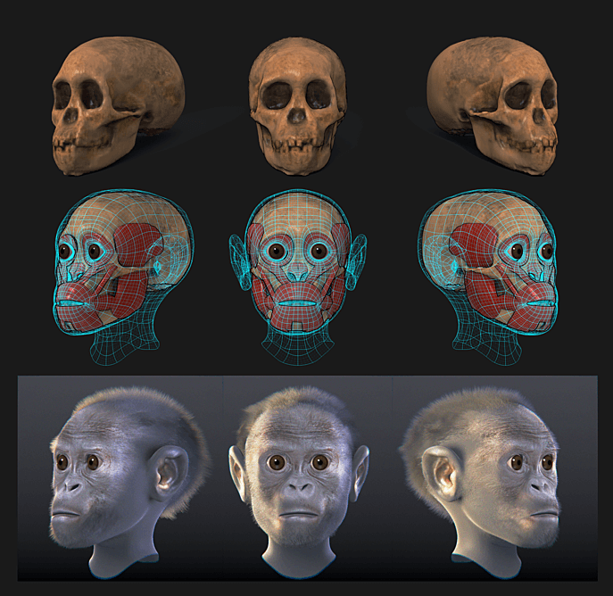 Archäologische Schätze in Südafrika: 3D-Rekonstruktion vom „Kind von Taung"