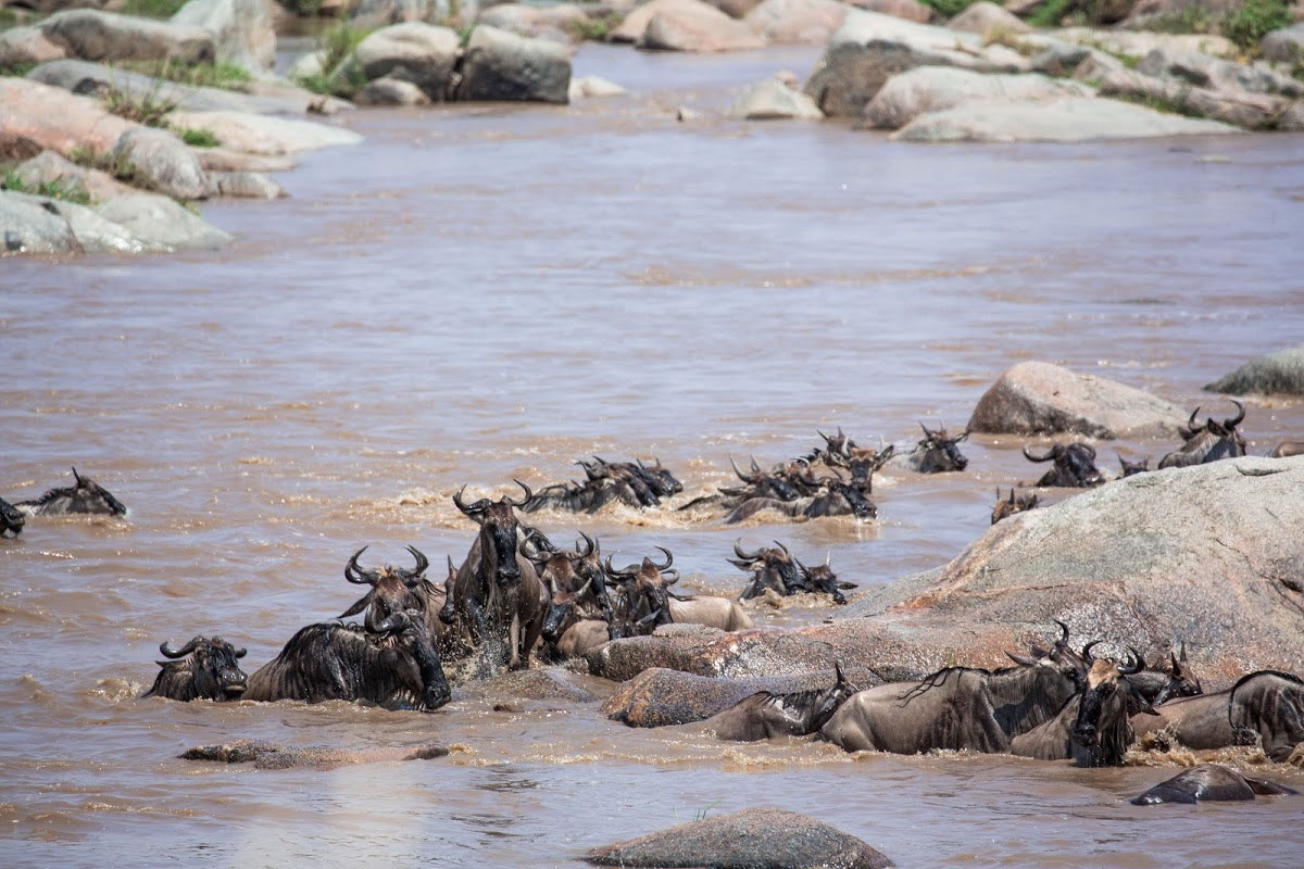 Wildebeest trying to cross the Mara River during the Great Wildebeest Migration