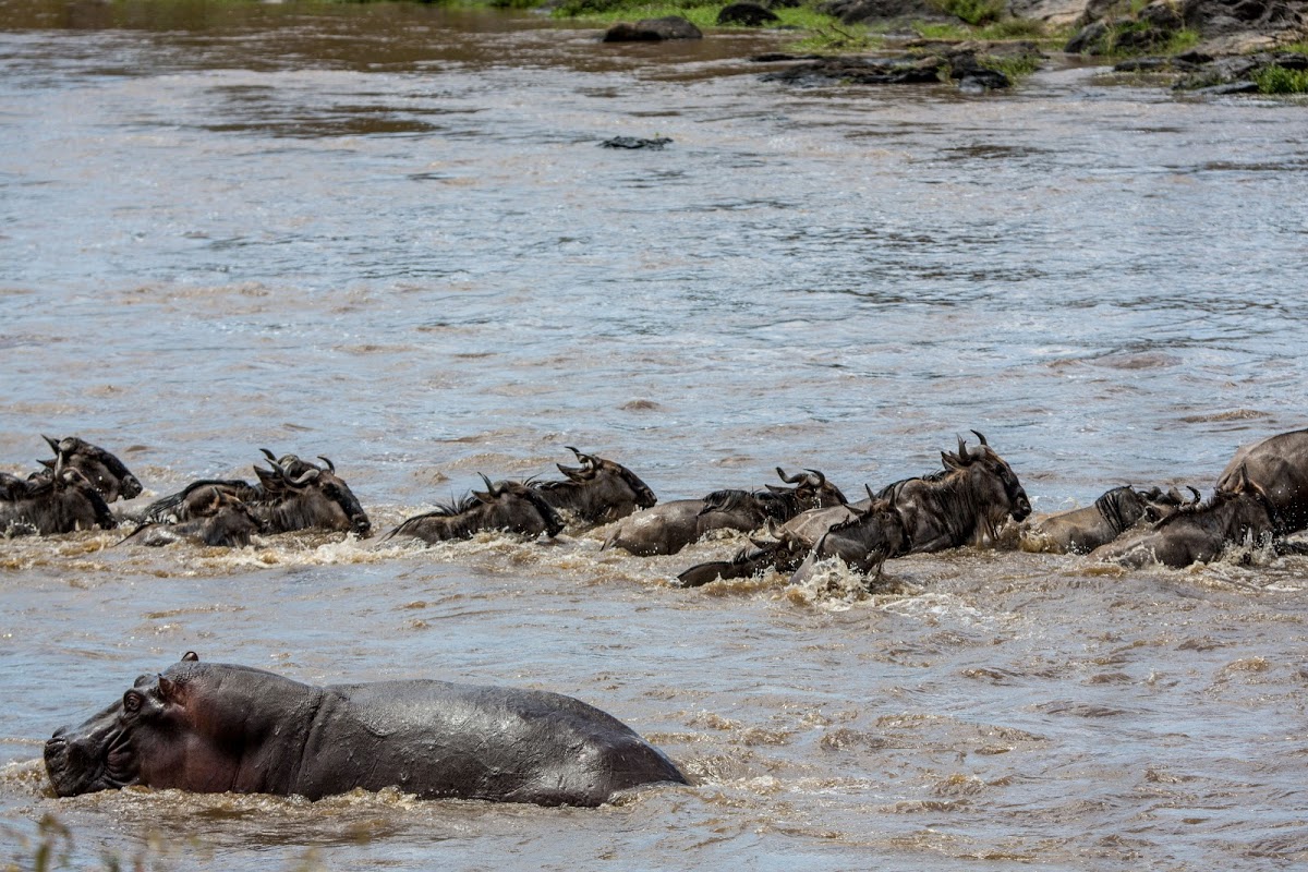 Hippo next to wildebeest as they cross the Mara River