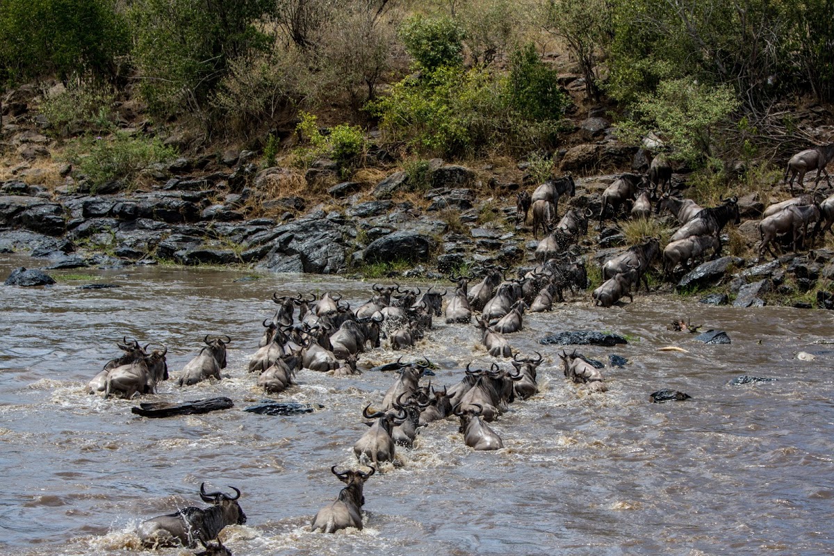 Wildebeest crossing the Mara River