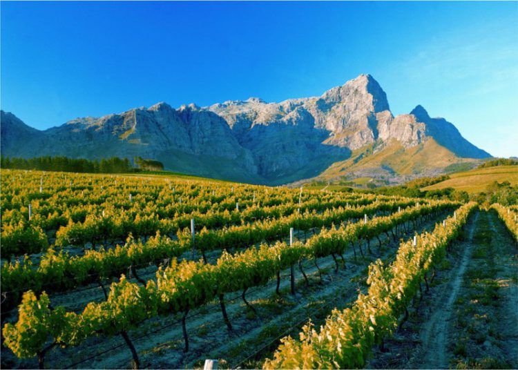 Vineyards of the Franschhoek winelands