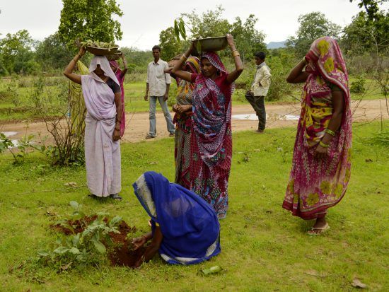 Reforestation efforts  in India 