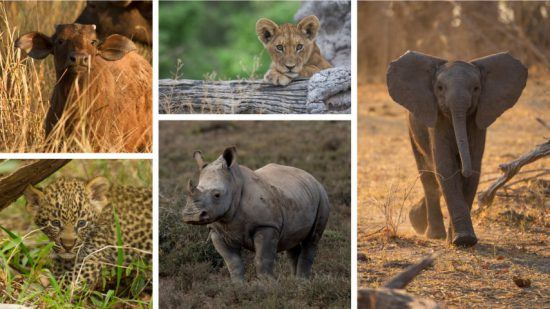 Eine Fotocollage der Baby „Big Five“: Löwe, Nashorn, Leopard, Büffel und Elefant