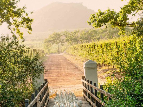 Gates to their vineyard