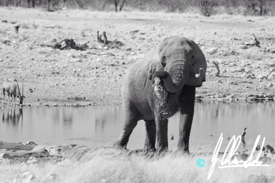 Elephant drinking at a waterhole in Namibia