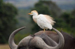 Imagen de la Reserva de Animales Lalibela