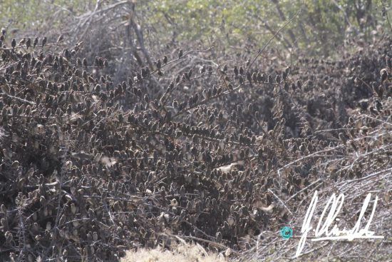 Birds in Namibia